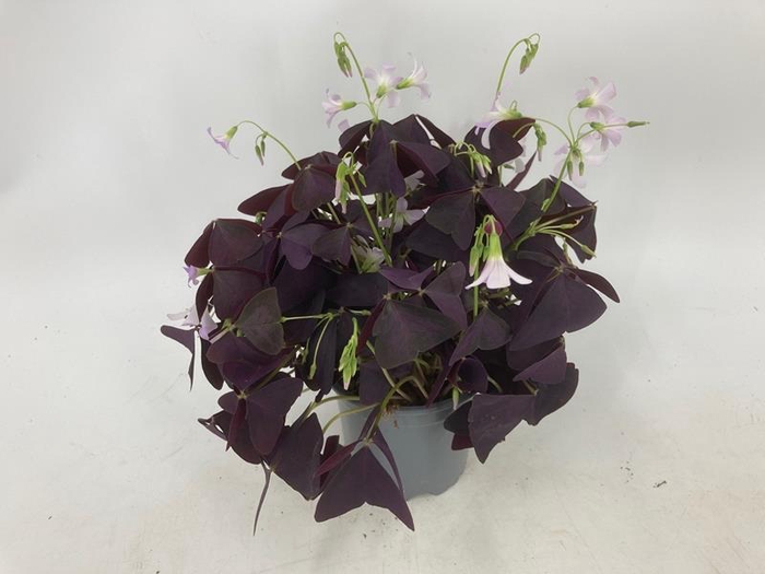 <h4>OXALIS TRIANGULARIS</h4>