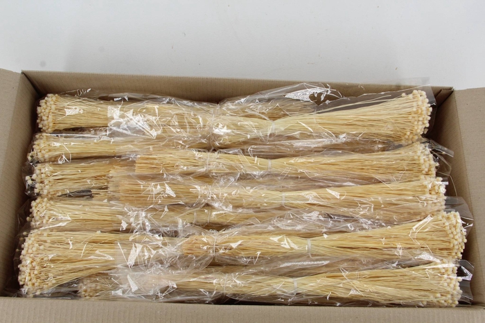 <h4>DF Berina Bleach Bs</h4>