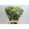 Ammi Visnaga