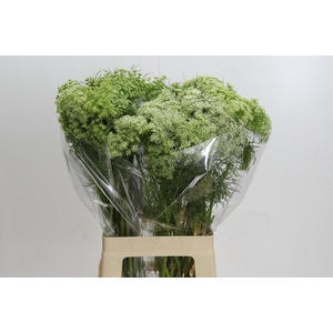 Ammi Visnaga