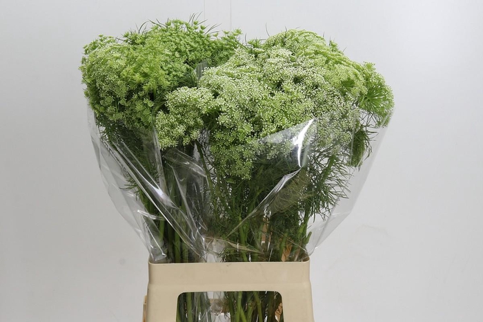 <h4>Ammi Visnaga</h4>