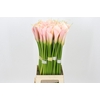 Zantedeschia Eydolls Salmon