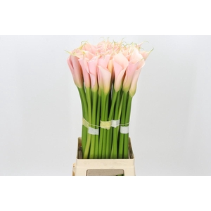 Zantedeschia Eydolls Salmon