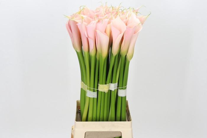 <h4>Zantedeschia Eydolls Salmon</h4>
