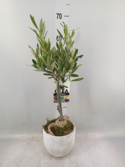<h4>Arr.   Tuinplanten H%</h4>