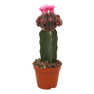 Gymnocalyc mihanovich
