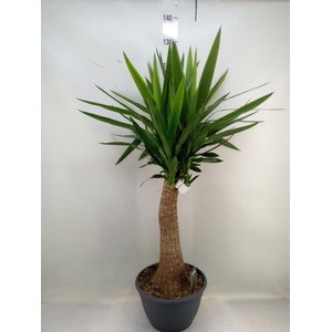 Yucca elephantipes   ...