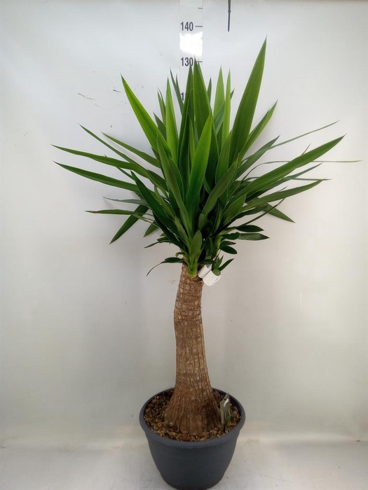 <h4>Yucca elephantipes ...</h4>