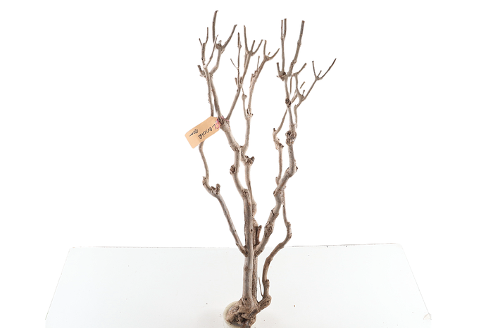 <h4>Syringa Branch Extra Le Tellier</h4>