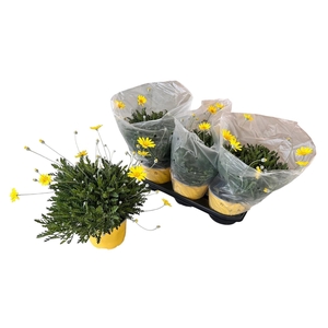 EURYOPS D SILVER ST