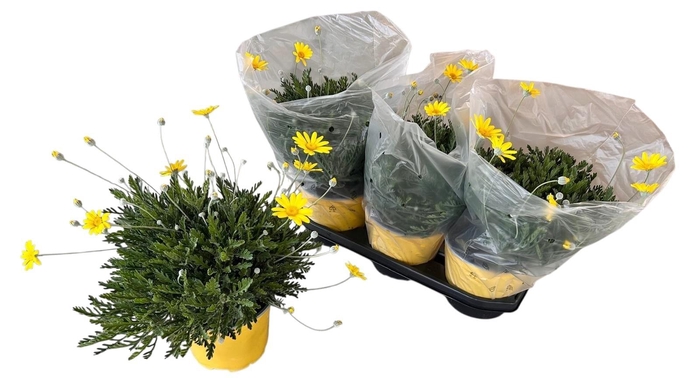<h4>EURYOPS D SILVER ST</h4>