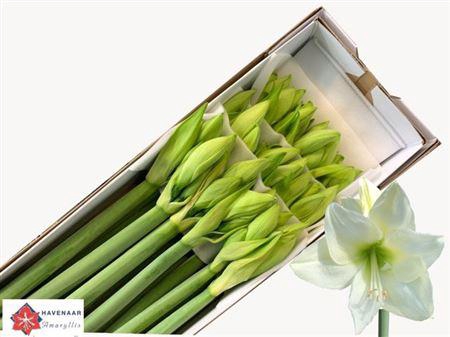 <h4>Hipp Ga Albarino</h4>