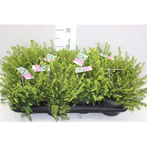 Erica Wi Darleyensis Wit