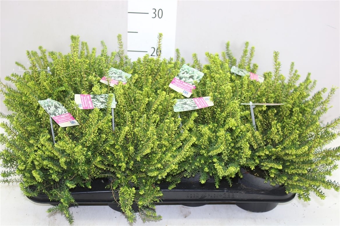 <h4>Erica Wi Darleyensis Wit</h4>