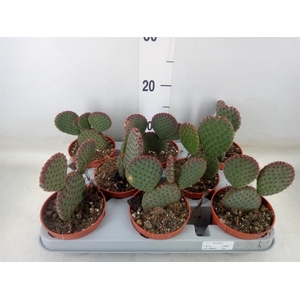 Opuntia microdasys