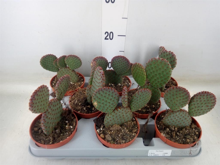 <h4>Opuntia microdasys</h4>