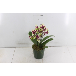 COQ. PLANTAS ORN. T4