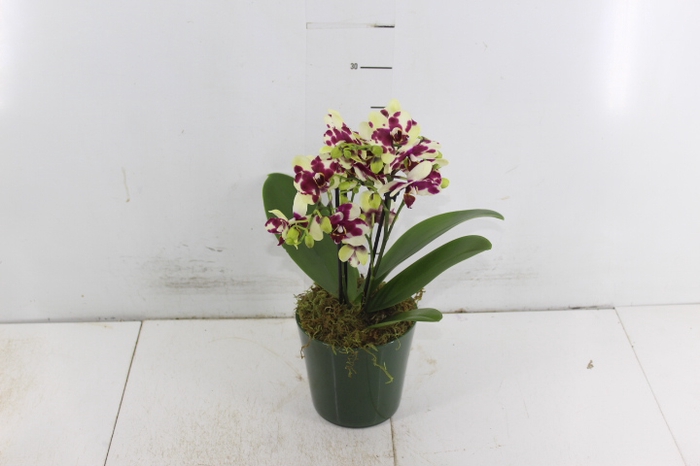COQ. PLANTAS ORN. T4