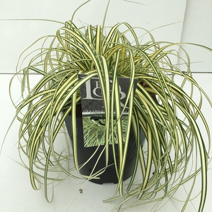 Graminées Carex 'Evergold'