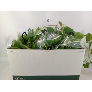 Philodendron scand.