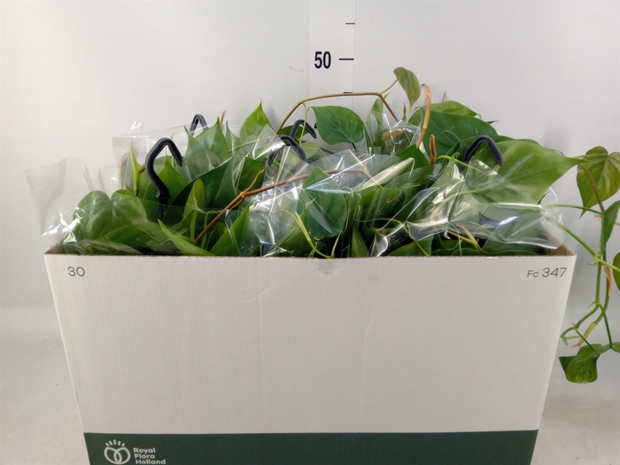 <h4>Philodendron scand.</h4>