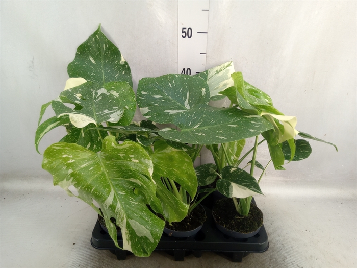 <h4>Monstera delic. 'Thai Constellatio'</h4>