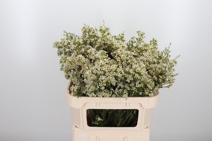 <h4>Chame Un Arbel</h4>