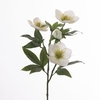 AF Helleborus L47cm White