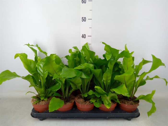 <h4>Asplenium nidus</h4>