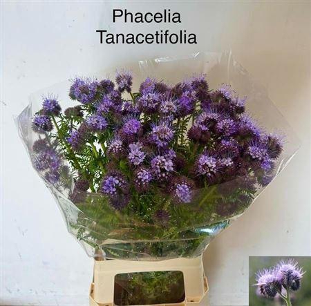 <h4>Phacelia Tanacetifolia</h4>