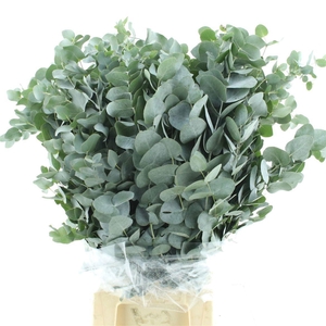 EUC CINEREA PER BOS