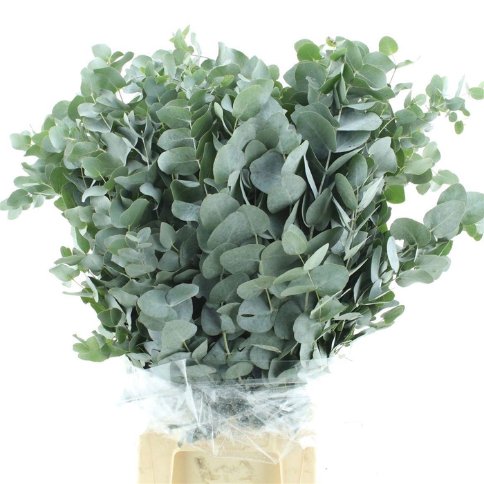 <h4>EUC CINEREA PER BOS</h4>