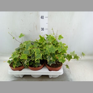 Hedera helix 'Goldchild'