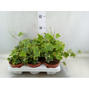 Hedera helix 'Goldchild'