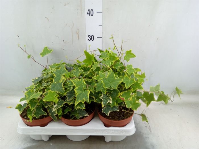 <h4>Hedera helix 'Goldchild'</h4>