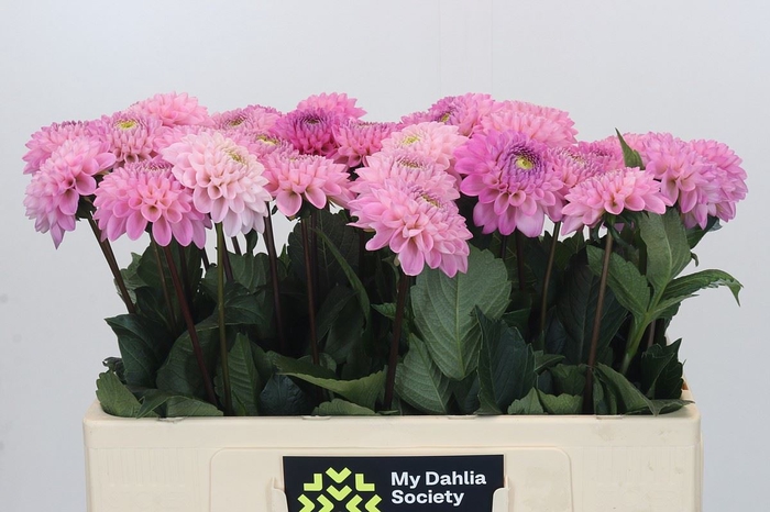 <h4>Dahlia BA 'Wizard of Oz'</h4>