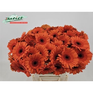 Gerbera mini 'Caramba'