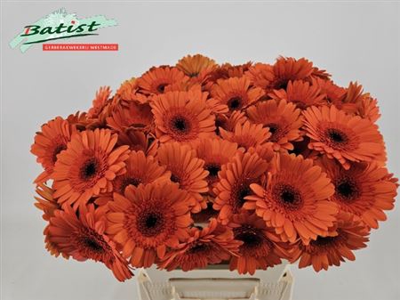 Gerbera mini 'Caramba'