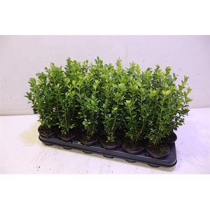 Buxu Sempervirens