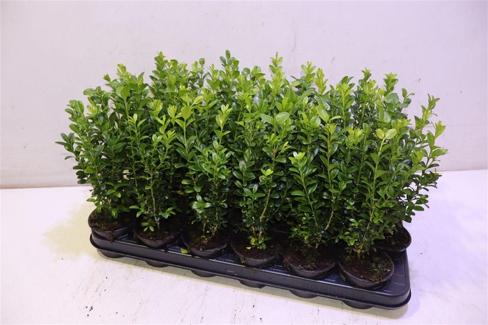 <h4>Buxu Sempervirens</h4>