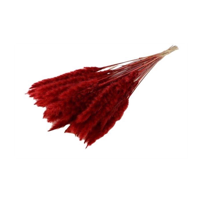 <h4>Bunch Fluffy Pampas Slv 35g L70</h4>