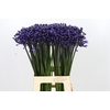 Agapanthus Intermedius
