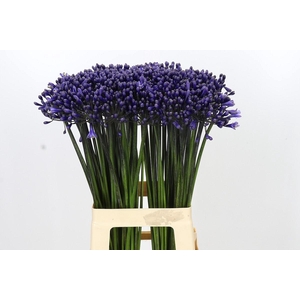 Agapanthus Intermedius