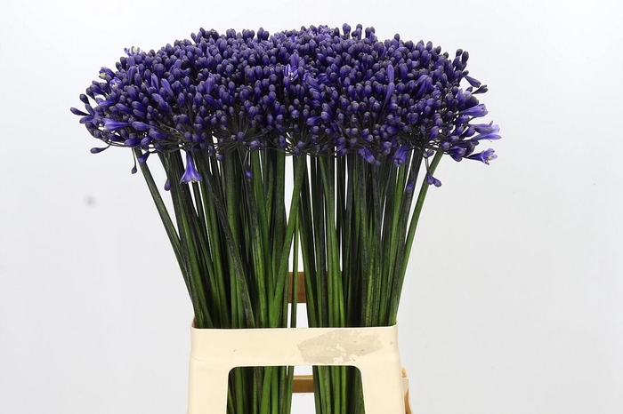 <h4>Agapanthus Intermedius</h4>