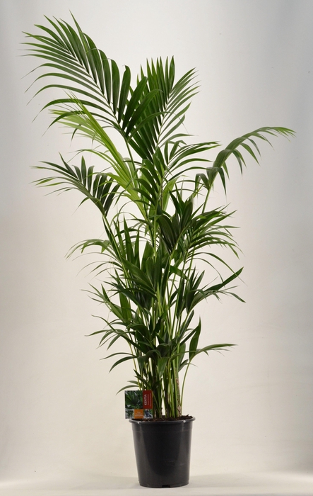 <h4>KENTIA - P27 H180 - 12PP (Howea forsteriana)</h4>
