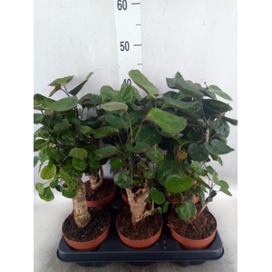 Polyscias scutellaria 'Fabian'