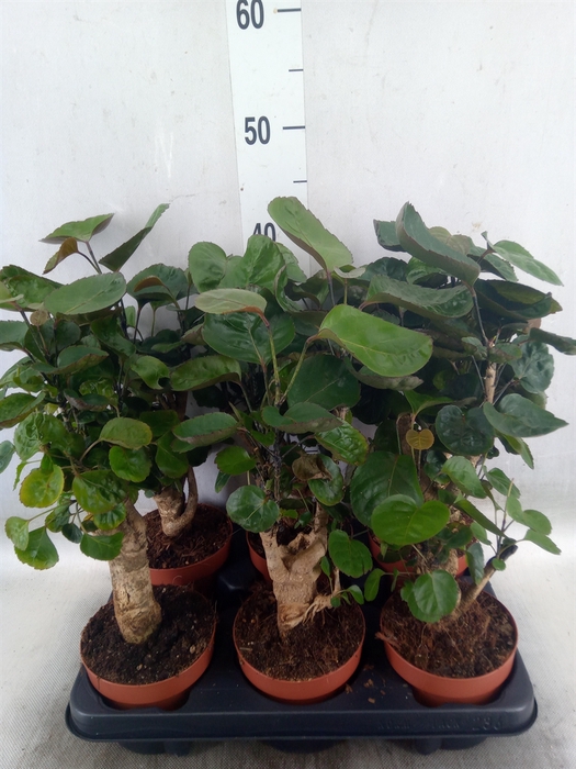 <h4>Polyscias scutellaria 'Fabian'</h4>