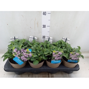 Hosta  'Blue Mouse Ears'