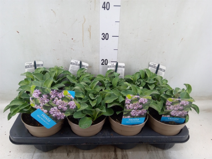 <h4>Hosta  'Blue Mouse Ears'</h4>