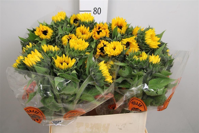 <h4>Heli Orange Fire</h4>